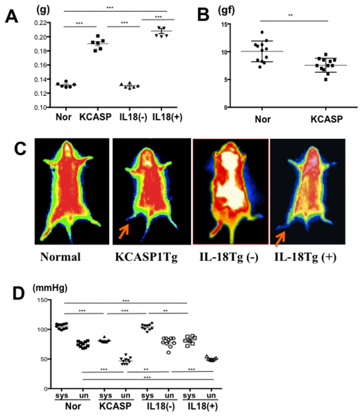 Fichier:Vivsection-thermographie-animale.png