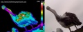 Pelican-thermographie.jpg