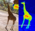 Girafe-thermographie-tache.jpg