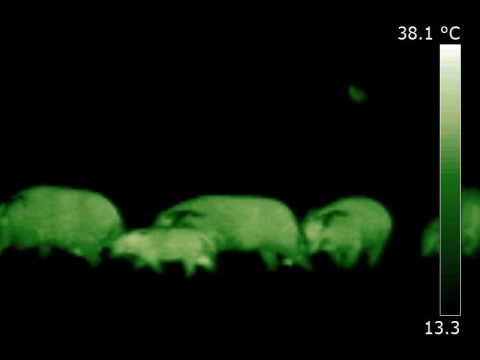 Image thermique de potamochère