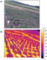 Pomme-de-terre-patate-thermographie.jpg