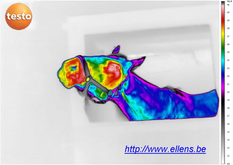 Fichier:Cheval-thermographie-TESTO-890.jpg