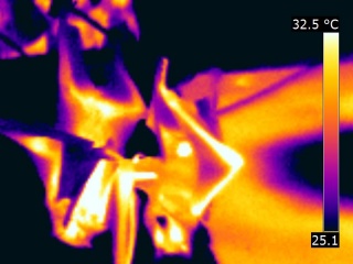 Chauve souris2.jpg
