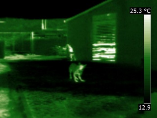 thermographie animale d'un chien attaquant