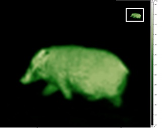 Thermographie animale d'un phacochère