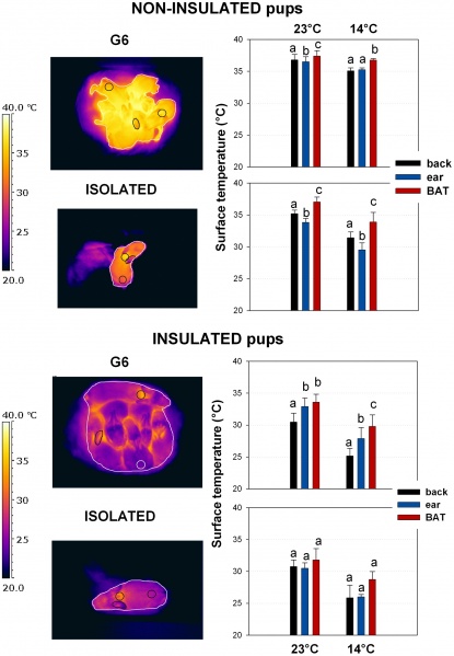 Fichier:Tissus-adipeux-thermographie.jpg