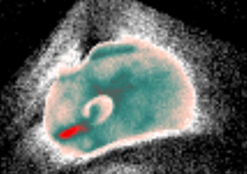 Fichier:Chinchilla-thermographie-animale.jpg