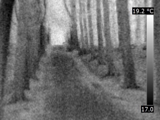 Thermische beeld in een bos