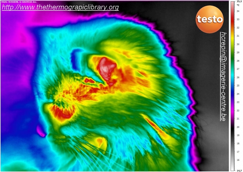 Fichier:Chat-imagerie-infrarouge-testo-890.jpg